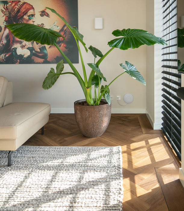 mFLOR 40813 Parva Broad Leaf Dark Sycamore | Visgraat PVC | Dryback